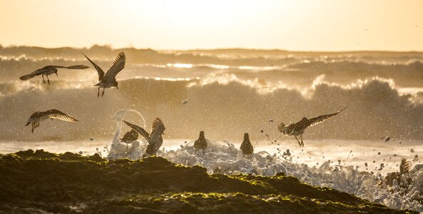 Waves nature bird