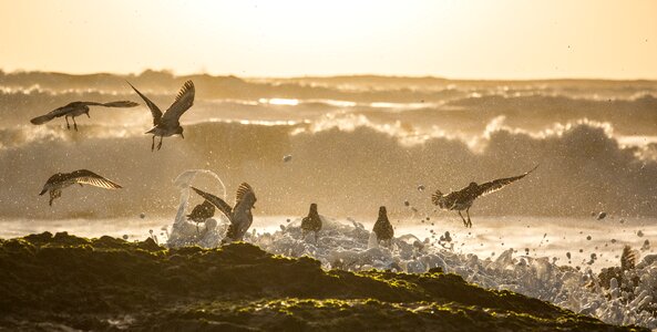 Waves nature bird photo