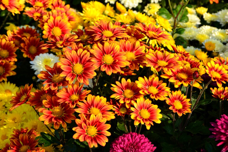 Flowers plant macro
