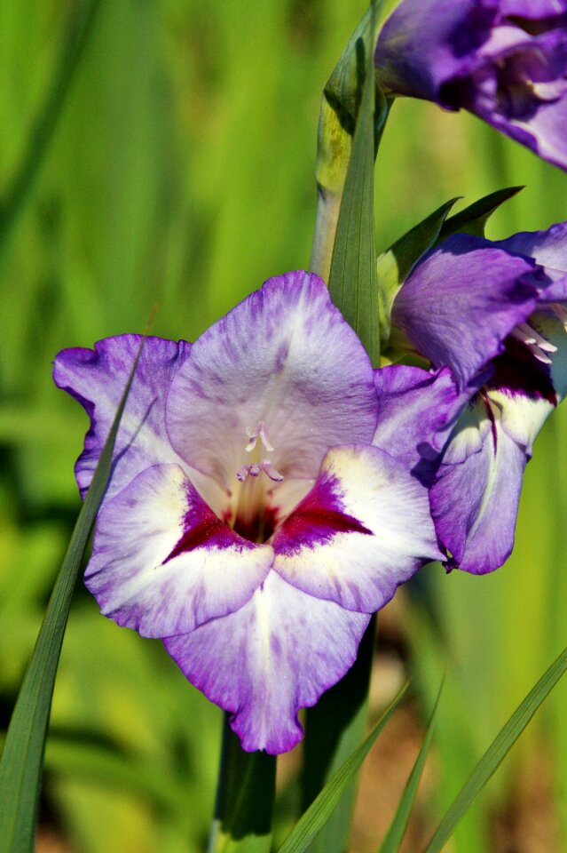 Sword flower blossom bloom