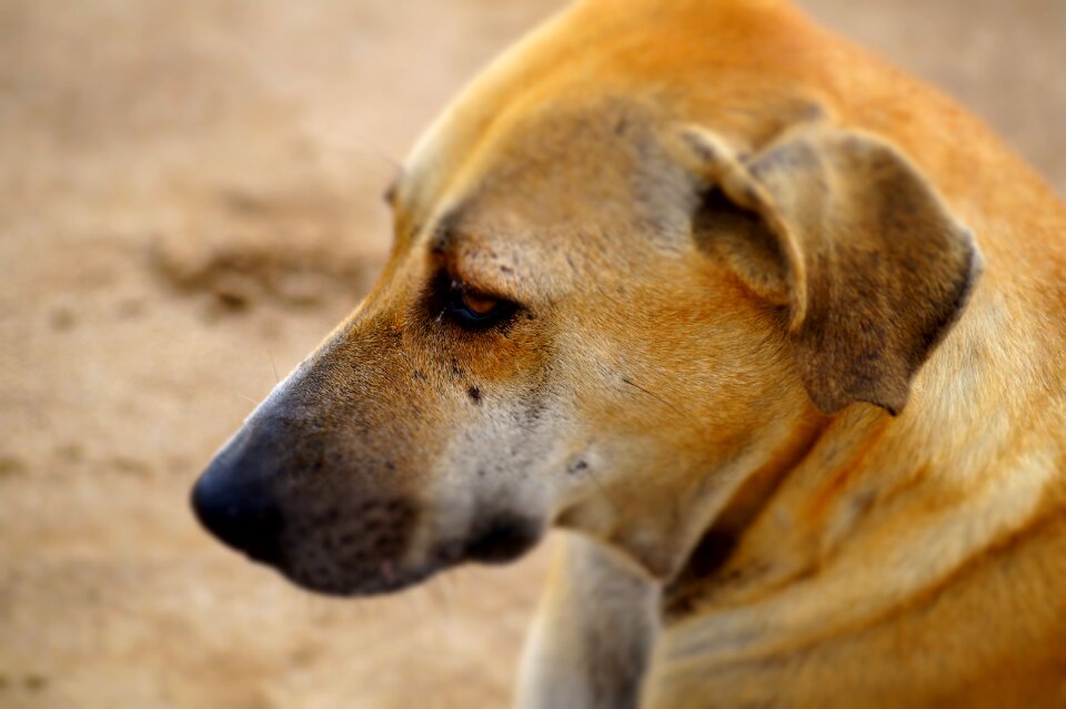 Dog eye animal