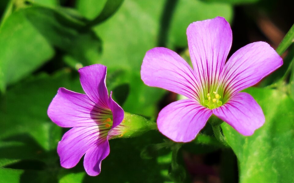 Wild flowers wild nature