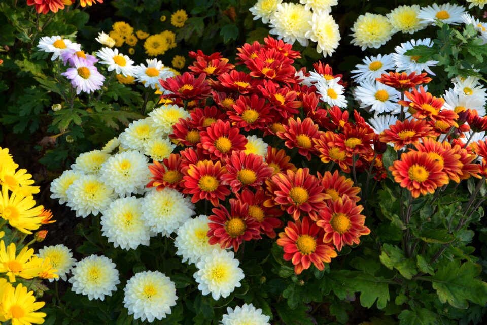 Flowers plant macro