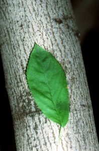 Amelanchier laevis