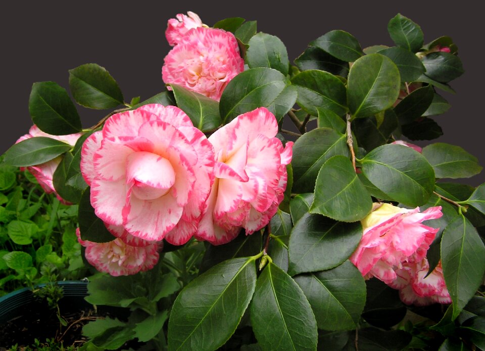 Blooms garden nature