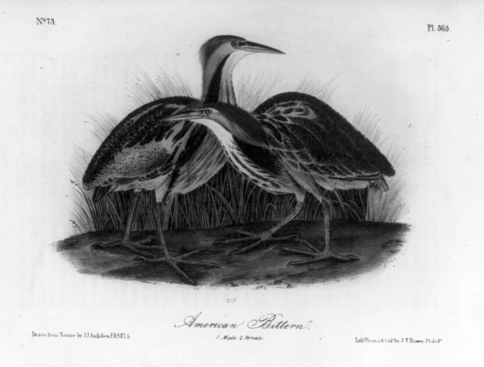 Amer. Bittern LCCN2004665535