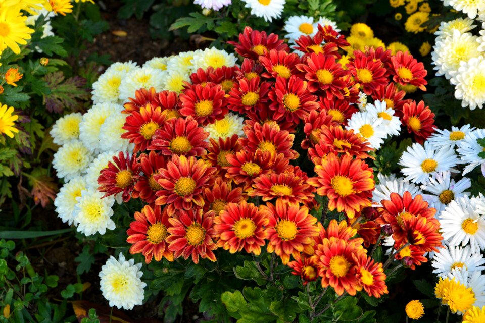 Flowers plant macro