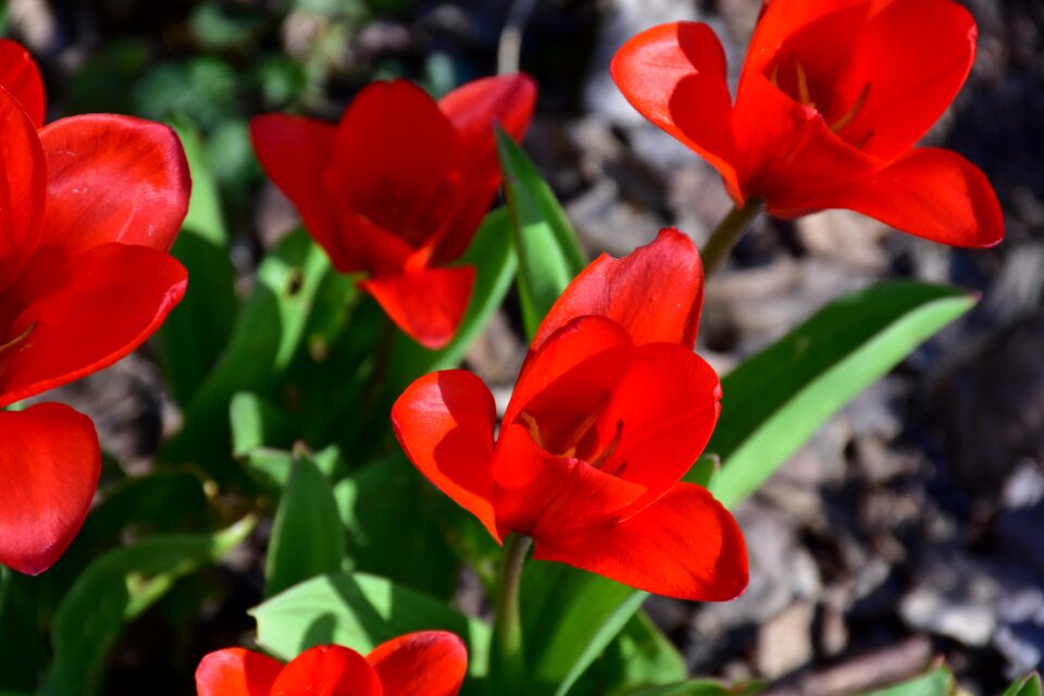 Nature garden color