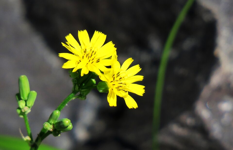 Outdoor dandelion lawn