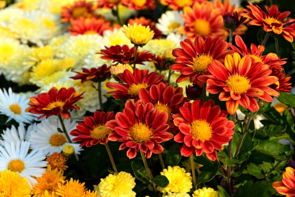 Flowers plant macro