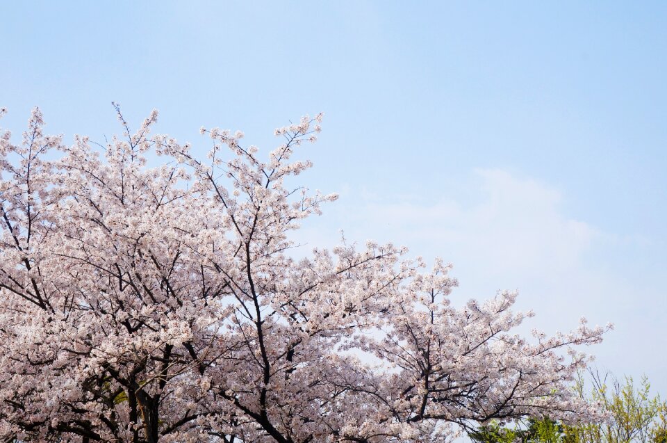 Spring wood tree