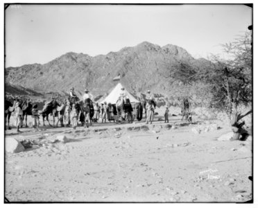 American Colony Photo Dept. expedition camp in the Sinai, Lewis Larsson on camel directly in front of tent LOC matpc.07273