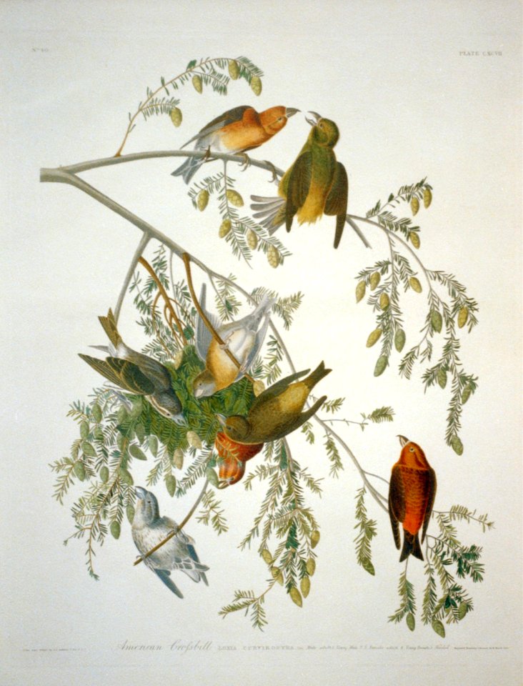 American Crossbill LCCN2002718980