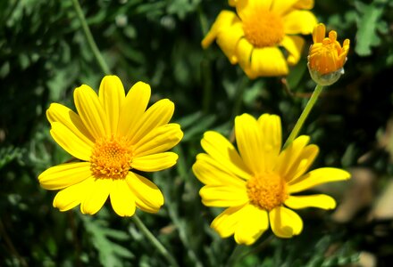 Flower petal chrysanthemum