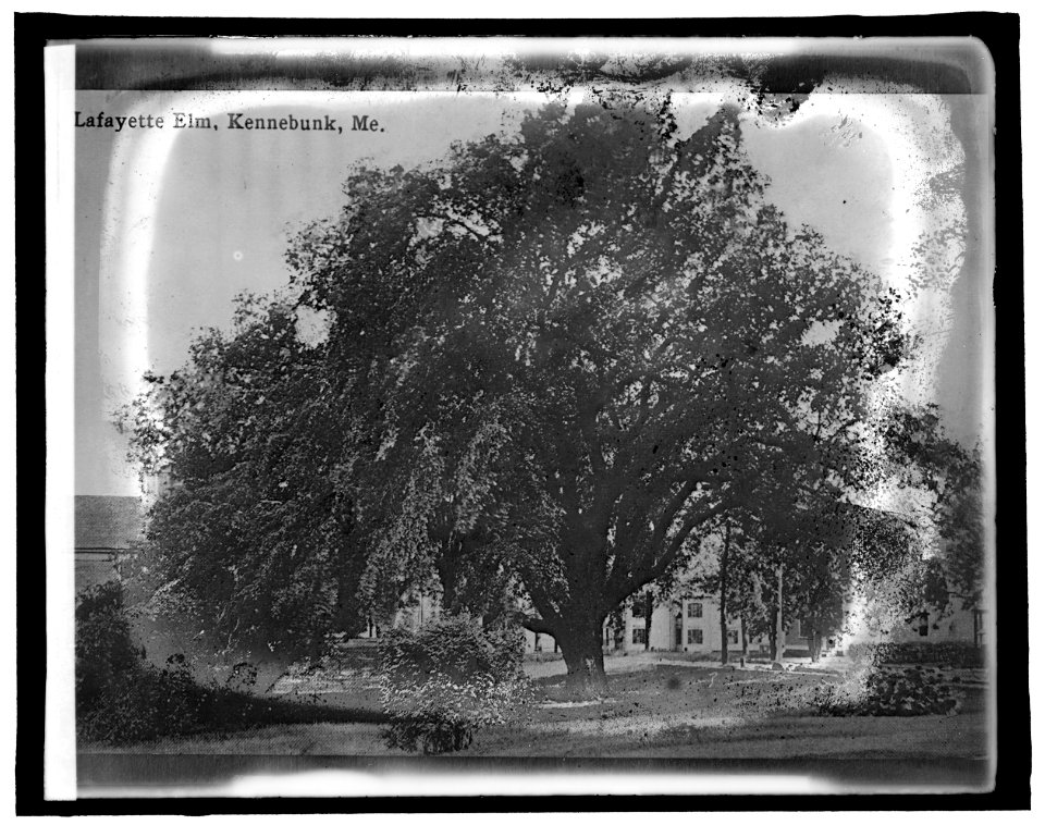 American Forestry Ass'n, Lafayette Elm, Kennebunk, Me. LCCN2016851818