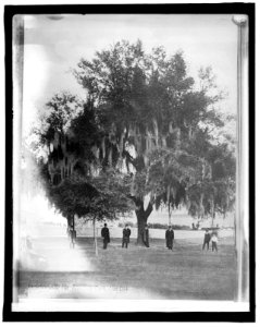 American Forestry Ass'n, live Oak, Jacksonville, Fla. LCCN2016851817