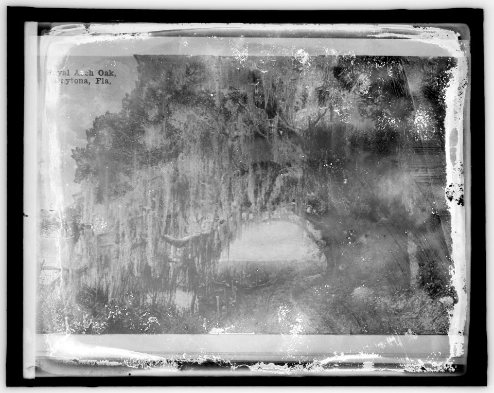 American Forestry Ass'n, Royal Arch Oak, Dayton, Fla. LCCN2016851822