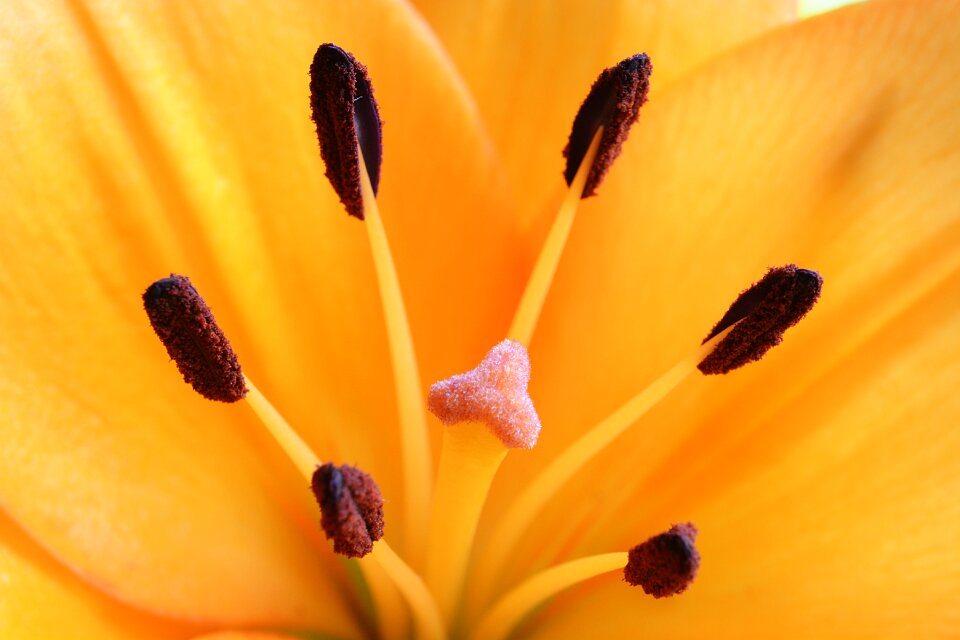 Close up petal stamen