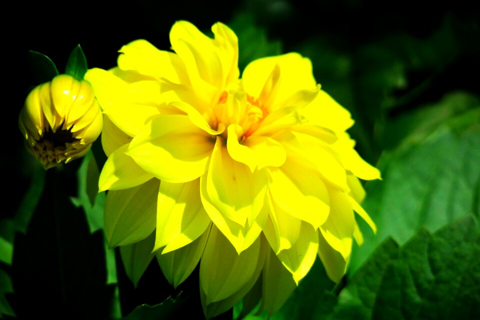 Summer leaf dahlias