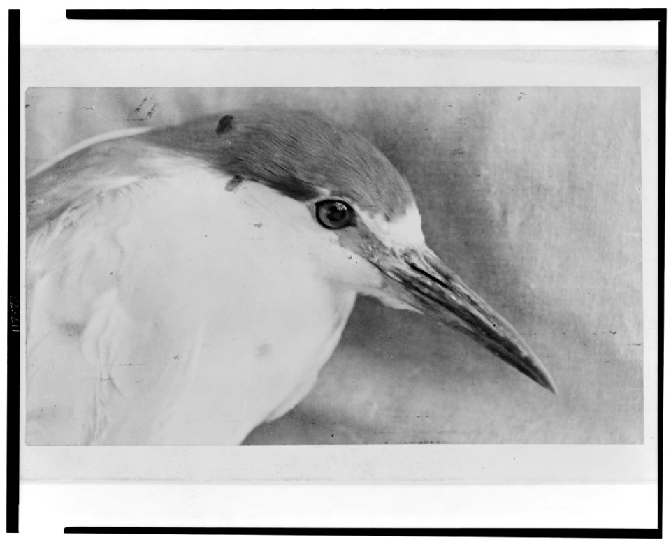 American night heron LCCN97508505