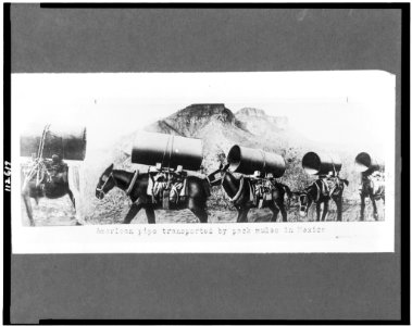 American pipe transported by pack mules in Mexico LCCN95502522 photo
