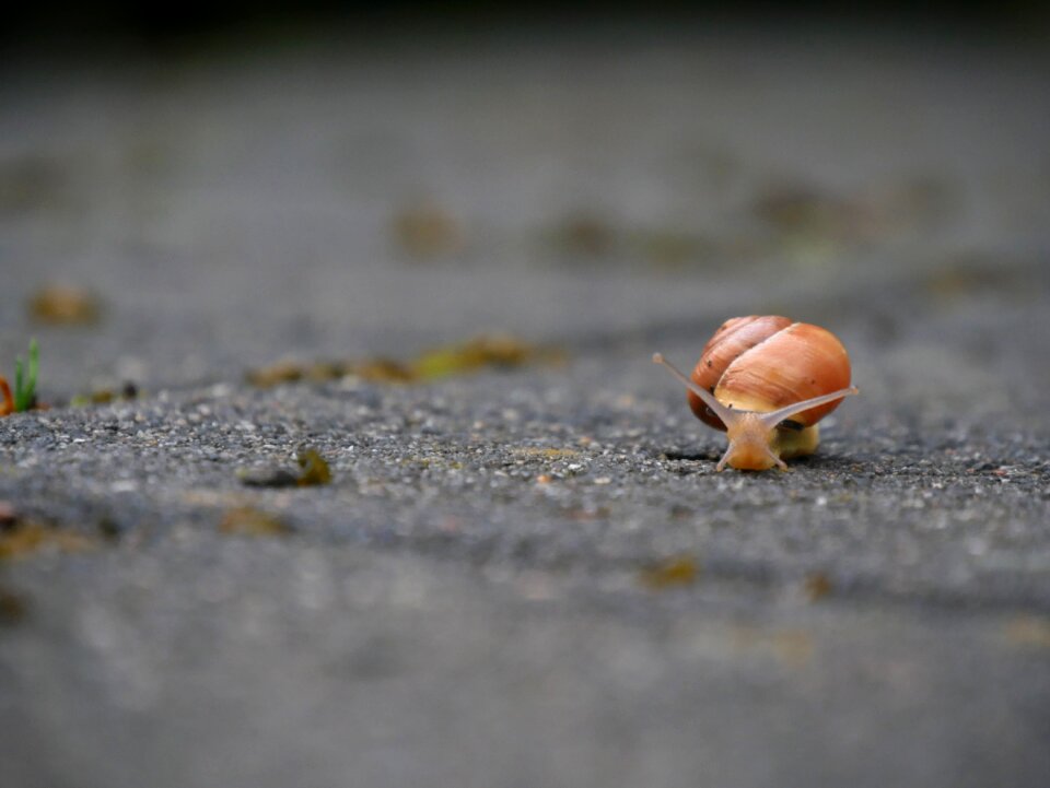 Animal mollusk nature