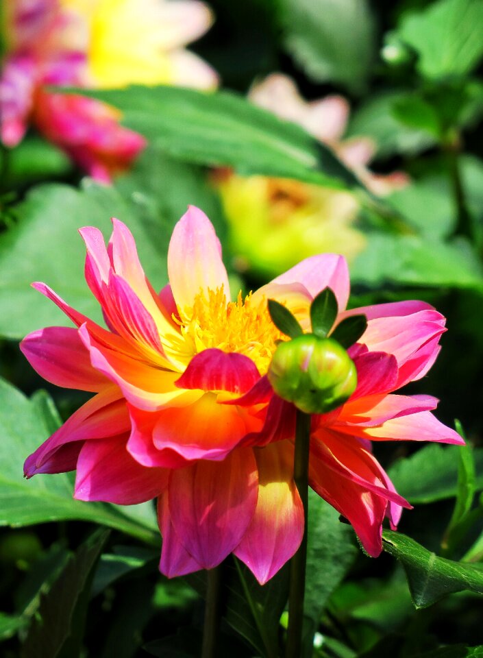 Garden leaf dahlias photo