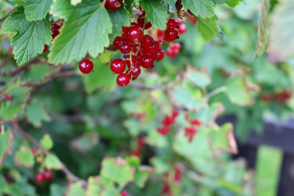 Red berry red currant
