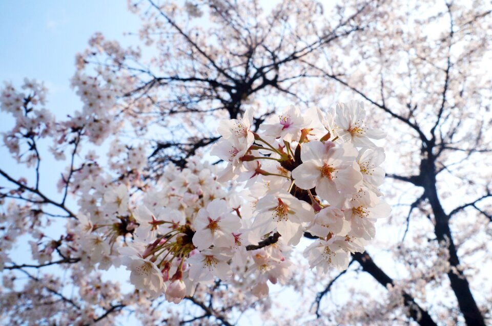 Spring wood tree