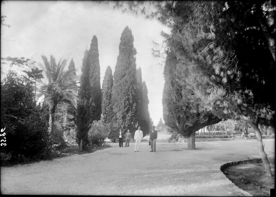 American University. Beirut, (A.U.B.). Campus grounds. Showing picturesque cypresses and palms etc. LOC matpc.02844