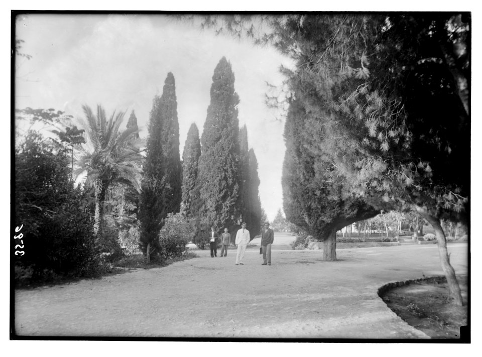 American University. Beirut, (A.U.B.). Campus grounds. Showing picturesque cypresses and palms etc. LOC matpc.02844