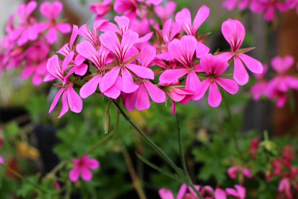 Romantically plants nature