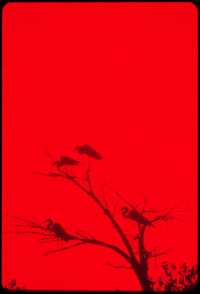 American-egrets-roosting-on-a-tree-in-colorado-river-indian-reservation-south-of-parker-may-1972 7152610955 o