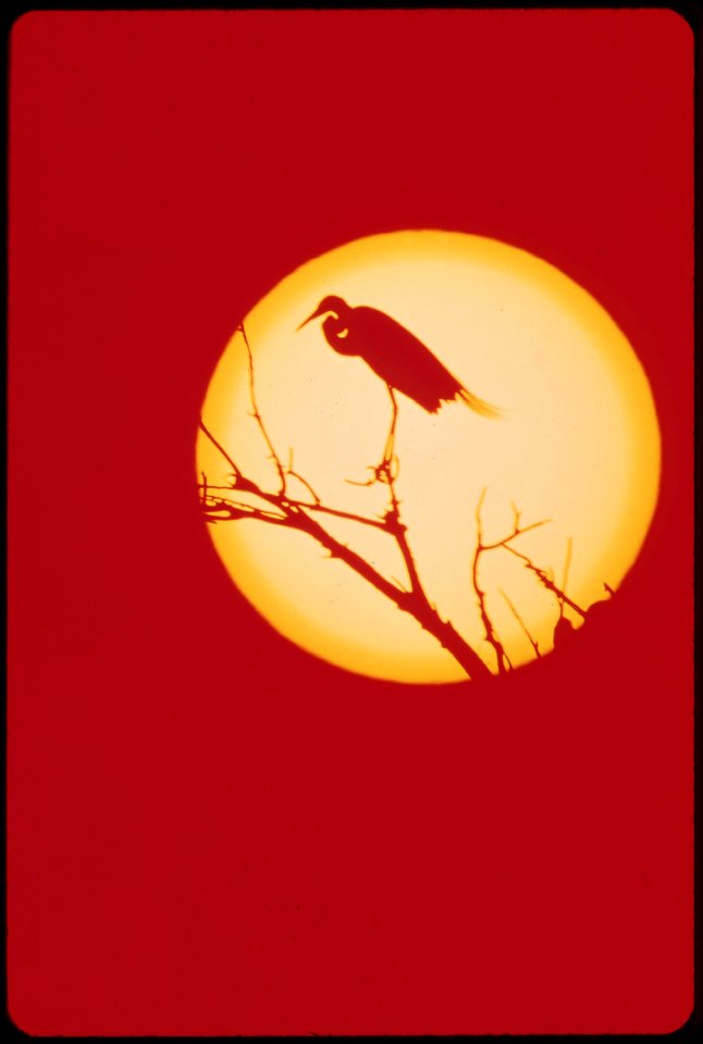 American-egret-roosting-on-tree-in-colorado-river-indian-reservation-south-of-parker-may-1972 7006513758 o