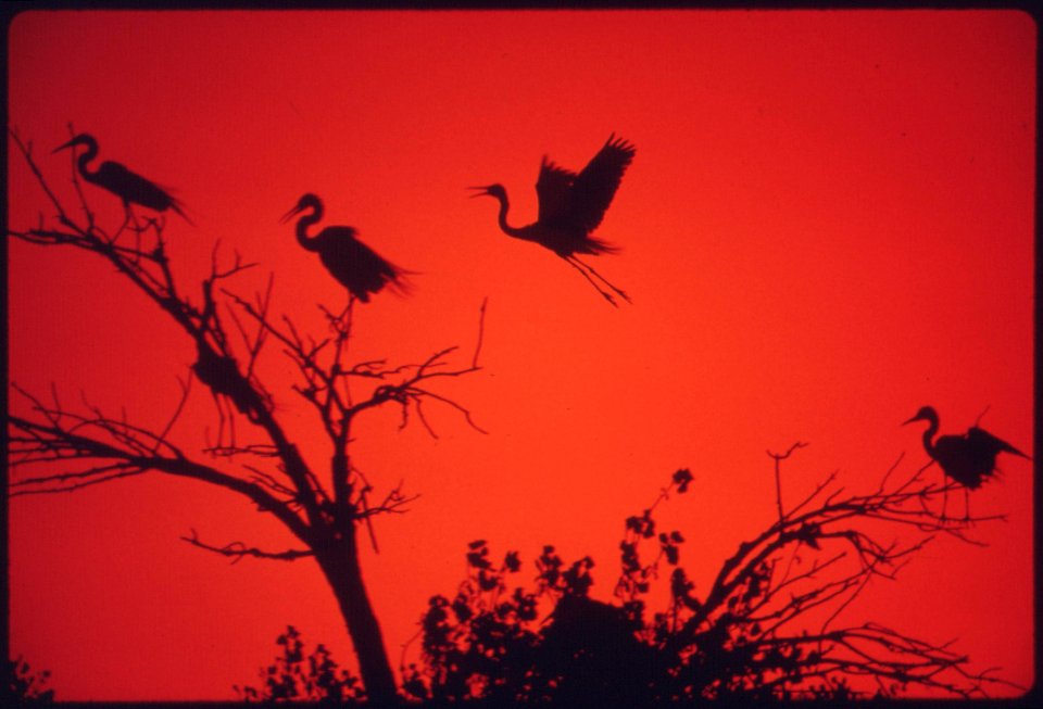 American-egrets-roosting-and-nesting-on-the-colorado-river-indian-reservation-near-parker-may-1972 6990363414 o