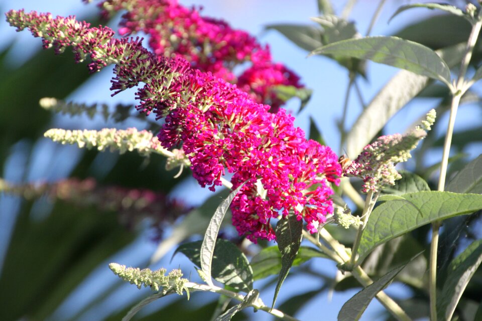 Bloom nature garden