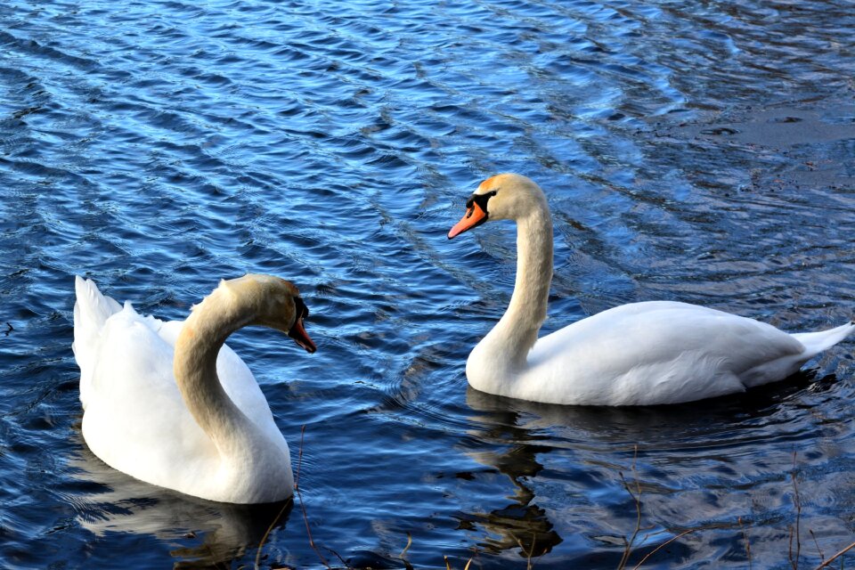 Bird waters nature