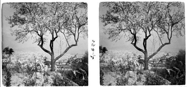 Ametller i vista panoràmica de Barcelona des de Montjuïc