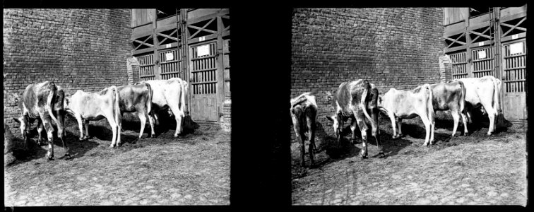 Amiens. 10-07-15. Abattoir. Vaches malades - Fonds Berthelé - 49Fi80