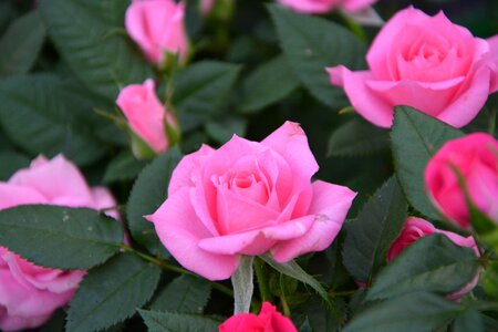 Offer color pink nature