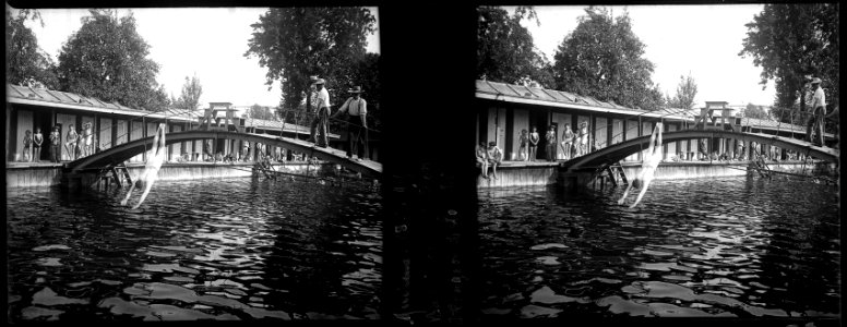 Amiens. 18-07-15. Bassin de natation. Plongeon Tourbier - Fonds Berthelé - 49Fi150