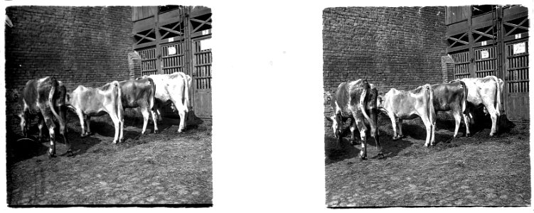 Amiens. Abattoir. Vaches malades - Fonds Berthelé - 49Fi109