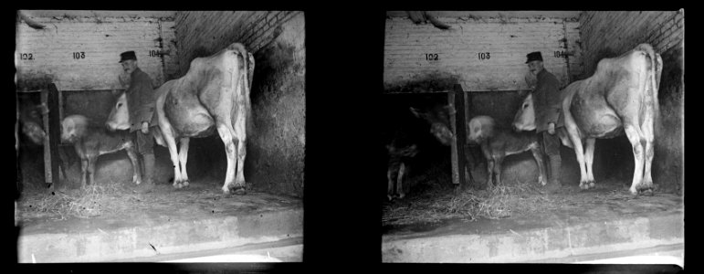 Amiens. Abattoir. La caporal Jacquet - Fonds Berthelé - 49Fi811