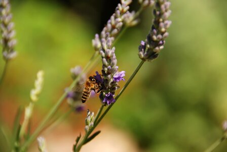 Plant purple blossom