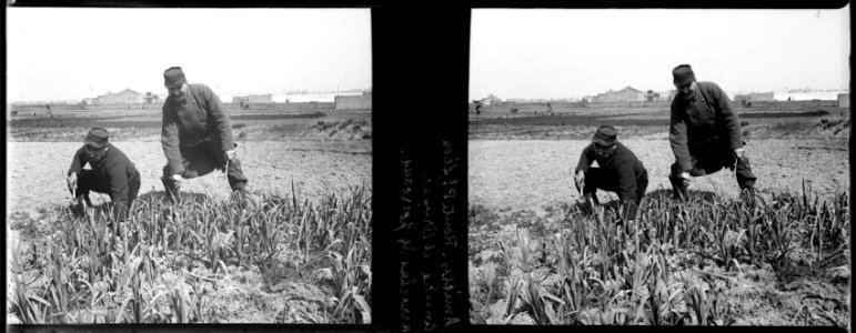 Amiens. Route Pont Léon. Couches et Brunel arrachent des poireaux - Fonds Berthelé - 49Fi235