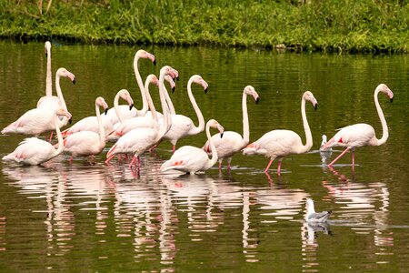 Wild wildlife natural