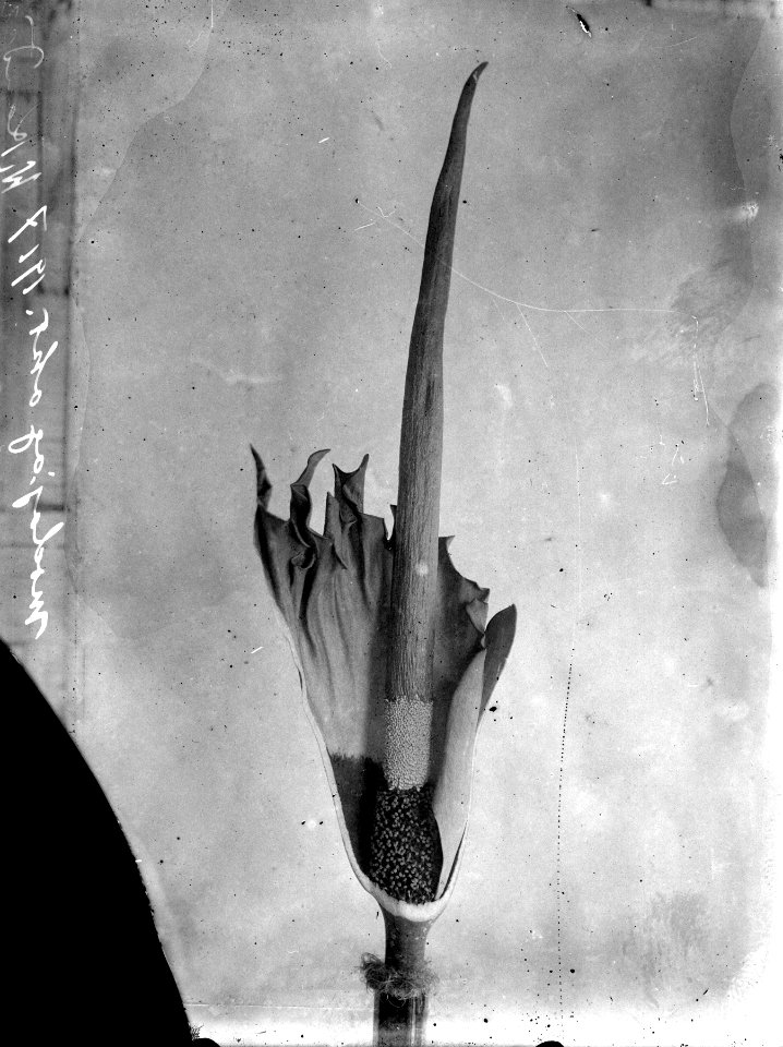 Amorphophallus blomma. (ena hörnet avslaget). Modajag. Indonesien - SMVK - 022126