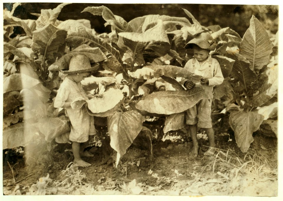 Amos is 6 and Horace 4 years old. Their father, John Neal is a renter and raises tobacco. He said (and the owner of the land confirmed it) that both these boys work day after day from LOC cph.3a19627