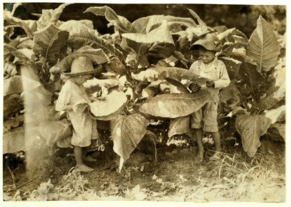 Amos is 6 and Horace 4 years old. Their father, John Neal is a renter and raises tobacco. He said (and the owner of the land confirmed it) that both these boys work day after day from LOC cph.3a19627