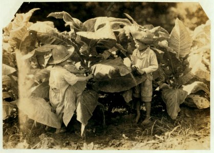 Amos is 6 and Horace 4 years old. Their father, John Neal is a renter and raises tobacco. He said (and the owner of the land confirmed it) that both these boys work day after day from LOC nclc.00501